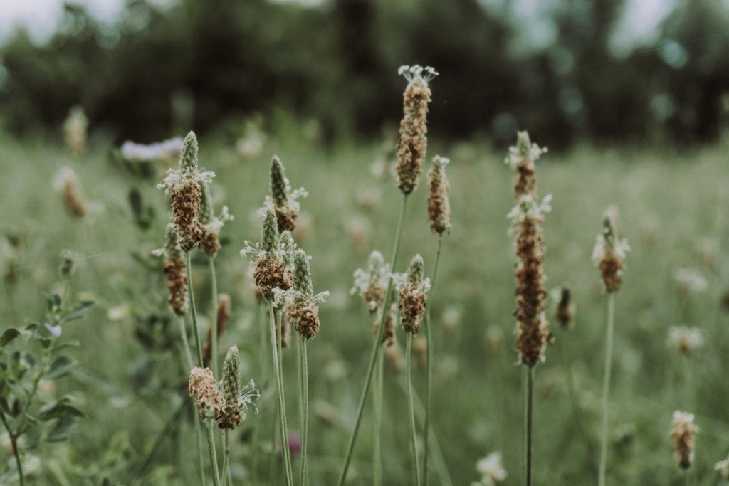 psyllium comment le prendre